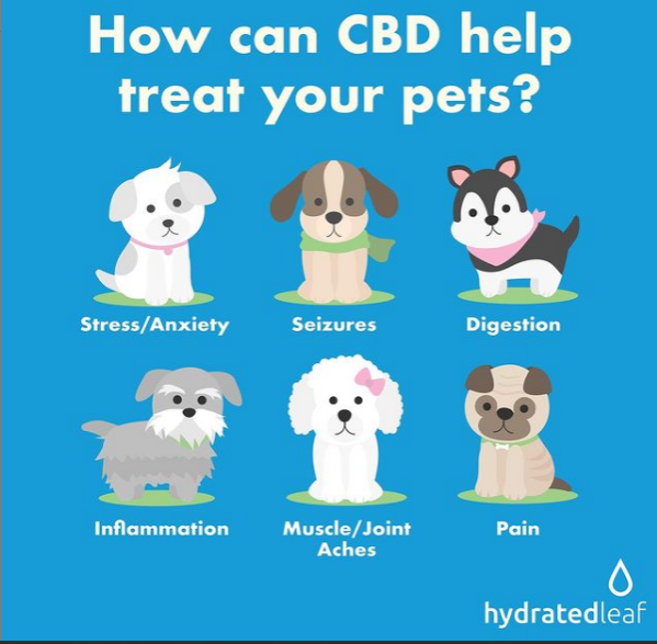 CBD For Pets.